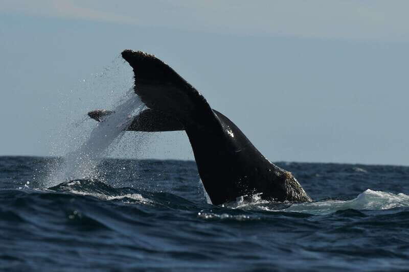 Cabo San Lucas: Up-Close Whale Watching Small-Group Tour - Up-Close Viewing Without Pressuring the Animals