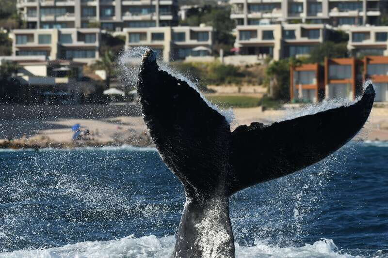 Cabo San Lucas: Up-Close Whale Watching Small-Group Tour - Typical Time on the Water (and What to Watch for)