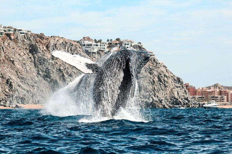 Cabo San Lucas: Up-Close Whale Watching Small-Group Tour - What to Bring (So You Don’t Spend the Trip Fussing)