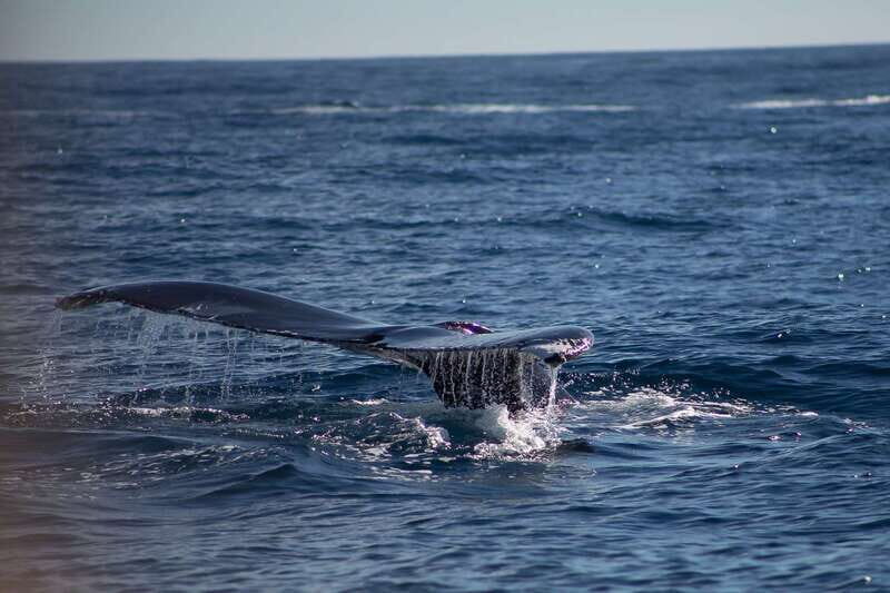 Cabo San Lucas: Whale Watching Breakfast Cruise - Key things to know before you go