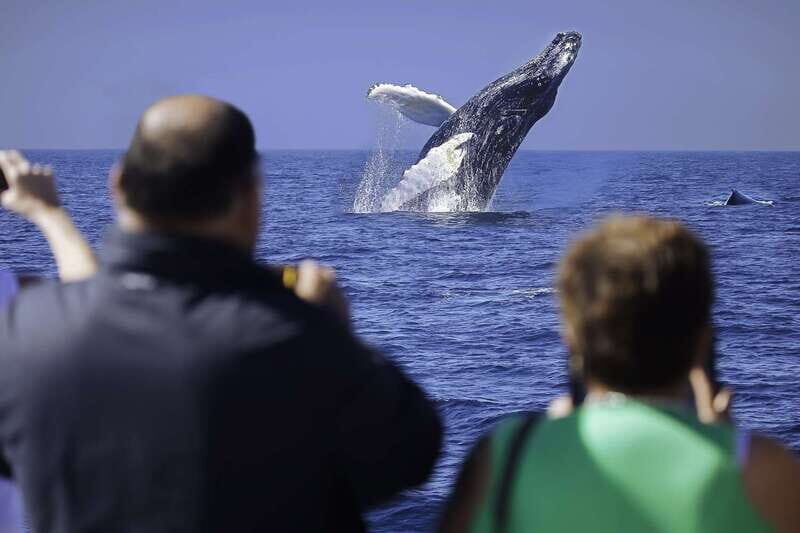 Cabo San Lucas: Whale Watching Breakfast Cruise - Getting on Board at La Terminal de Cabo (Dock 0)