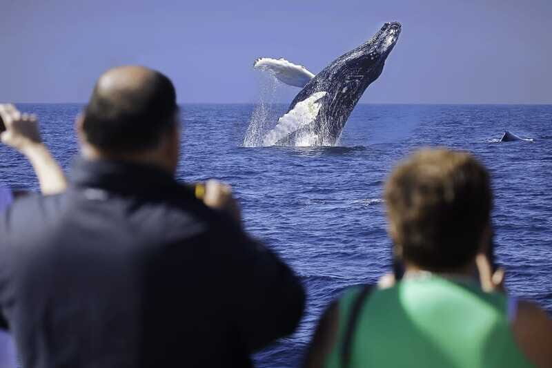 Cabo San Lucas: Whale Watching Breakfast Cruise - The Marine Biologist and the On-Board MC (Victor on Some Departures)