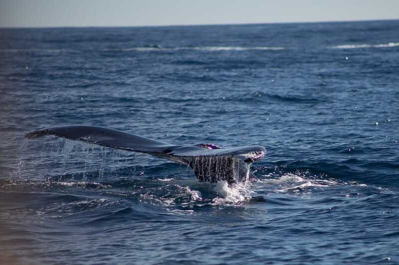 Cabo San Lucas: Whale Watching Breakfast Cruise - Who This Cruise Fits Best (and Who Should Skip It)