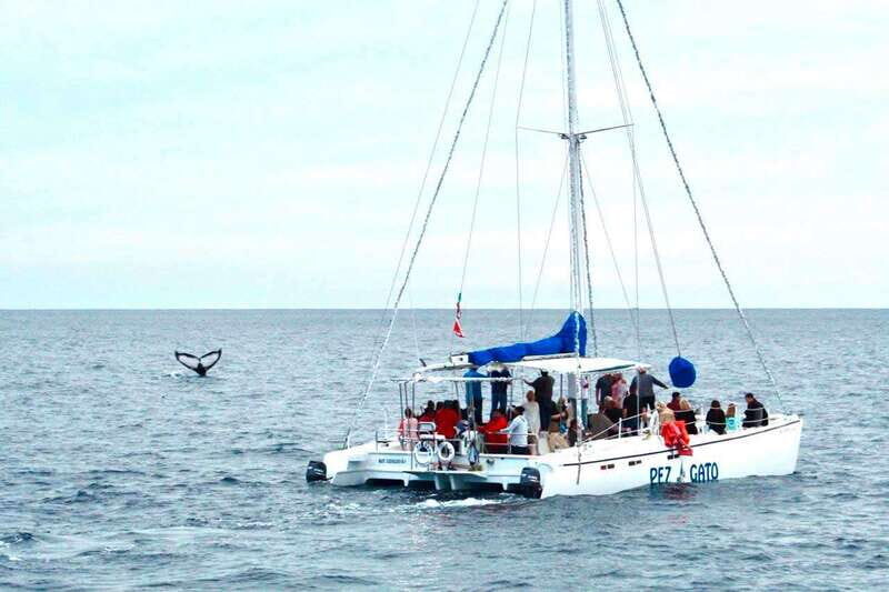 Cabo San Lucas: Whale Watching Catamaran Experience - Catching the catamaran in Los Cabos: pickup, guide, and timing
