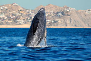 Cabo San Lucas: Whale Watching Catamaran Experience - The scenic pre-whale part: the Arch stop plus Cabo’s famous coastline views