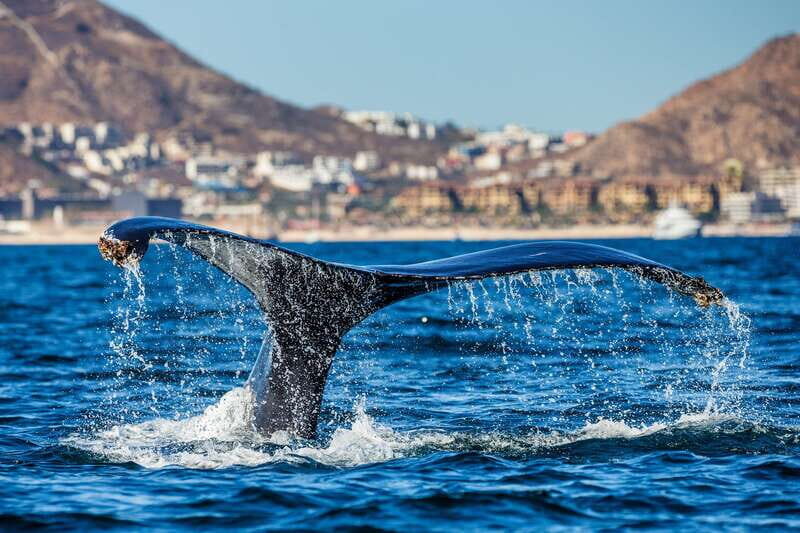 Cabo San Lucas: Whale Watching Catamaran Experience - Best practical tips to make the most of your whale hour