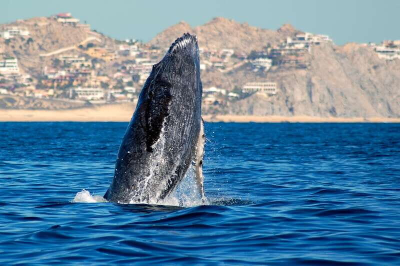 Cabo San Lucas: Whale Watching Catamaran Experience - The scenic pre-whale part: the Arch stop plus Cabo’s famous coastline views