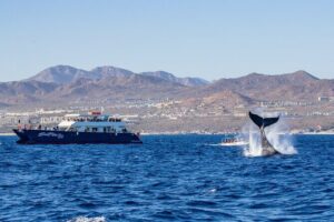 Cabo San Lucas Whale Watching Lunch Cruise - El Arco Photo Stop: The Scenic Break You’ll Appreciate