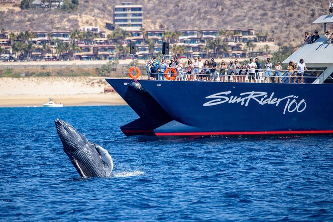 Cabo San Lucas Whale Watching Lunch Cruise - Onboard Lunch: Mexican Buffet, Fresh Off the Boat