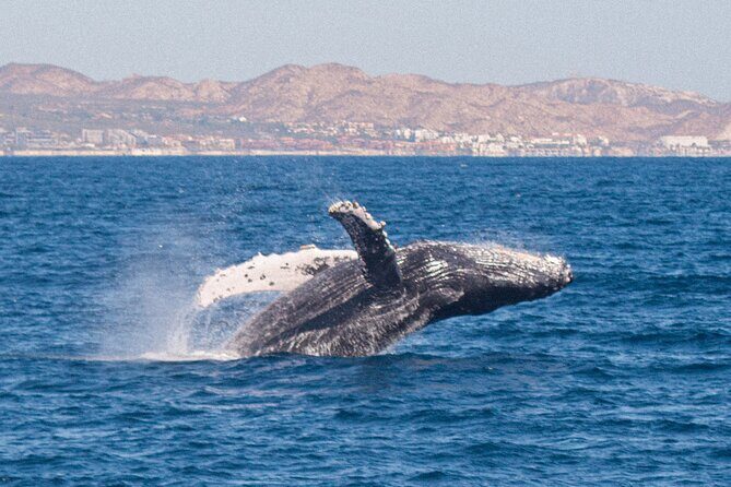 Cabo San Lucas Whale Watching Lunch Cruise - The Ride: Comfort, Space, and Motion-Sickness Reality