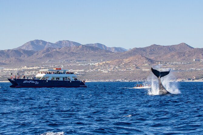 Cabo San Lucas Whale Watching Lunch Cruise - El Arco Photo Stop: The Scenic Break You’ll Appreciate