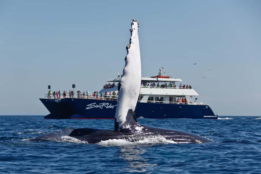 Cabo San Lucas: Whale Watching Tour with Buffet & Open Bar - Key things to look for