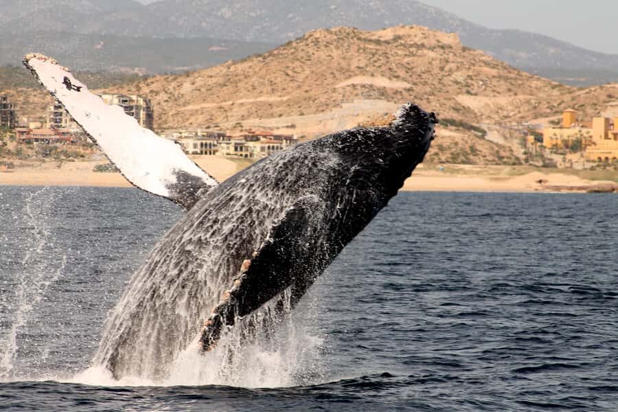 Cabo San Lucas: Whale Watching Tour with Buffet & Open Bar - Price and value: what $115 covers (and what costs extra)