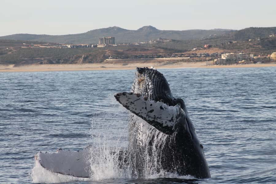 Cabo San Lucas: Whale Watching Tour with Buffet & Open Bar - Winter whale watching in Cabo: why the season matters