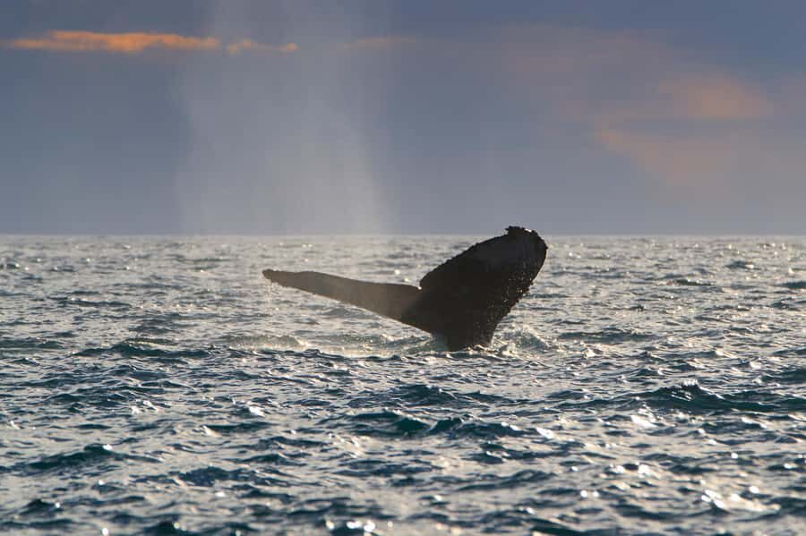 Cabo San Lucas: Whale Watching Tour with Buffet & Open Bar - Open bar and Mexican buffet: what’s included and how to use it