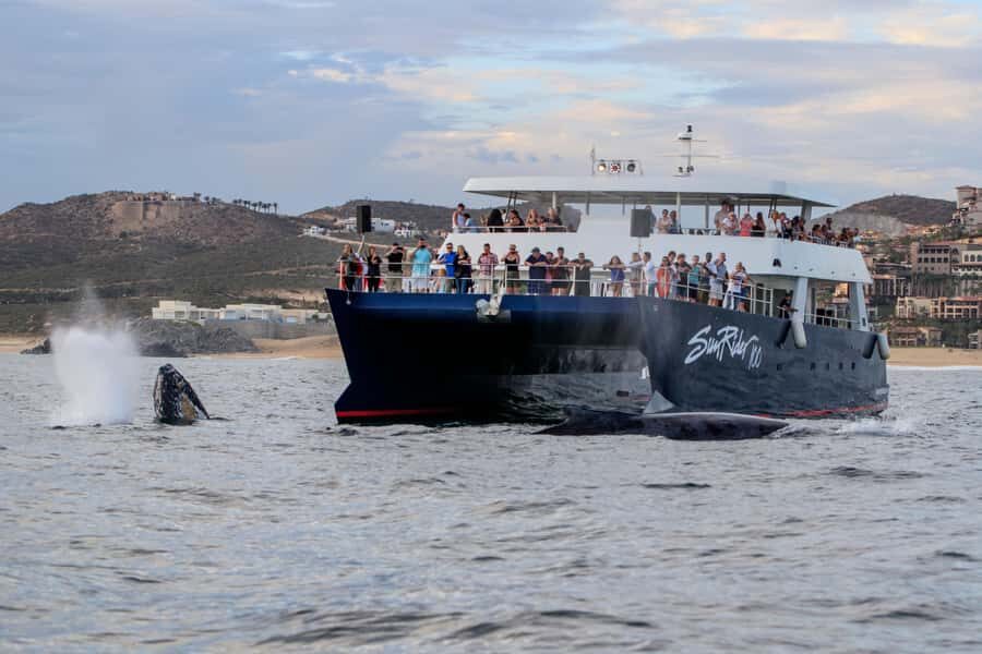 Cabo San Lucas: Whale Watching Tour with Buffet & Open Bar - What you’ll learn: whale migration facts from the live guide