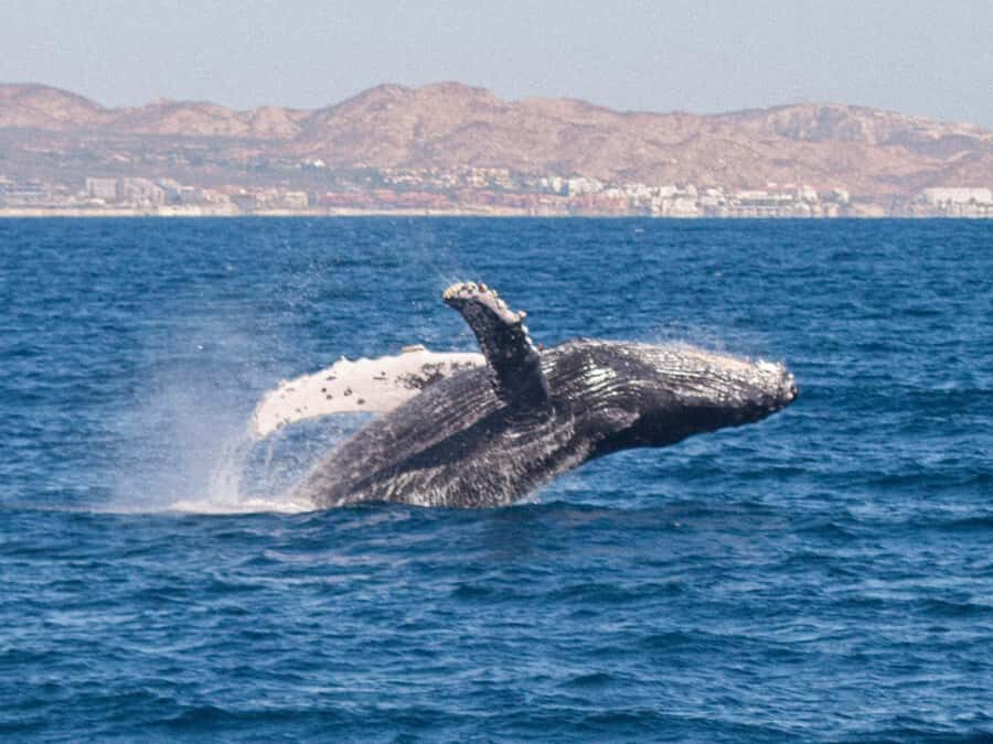 Cabo San Lucas: Whale Watching Tour with Buffet & Open Bar - Dock #4 and check-in: how to get on the right boat