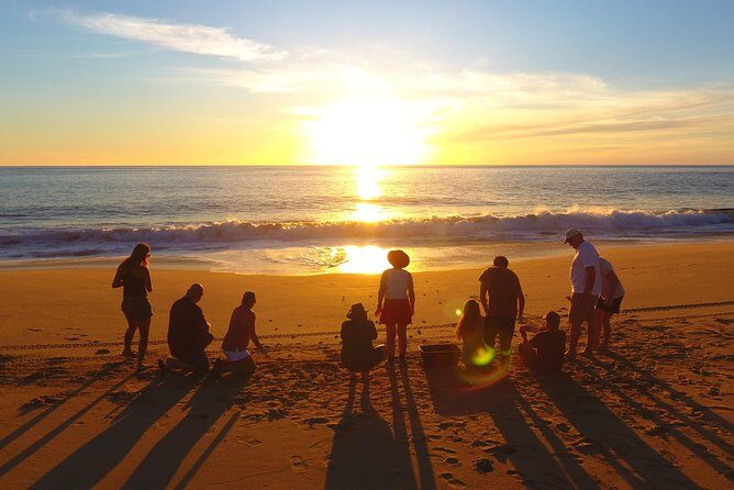 Cabo Turtle Release - Cabo Turtle Release at a Glance: 3 hours of science and sunset