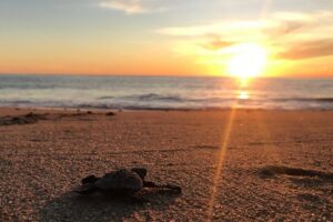 Cabo Turtle Release - The hatchling release at sunset: your role on the sand