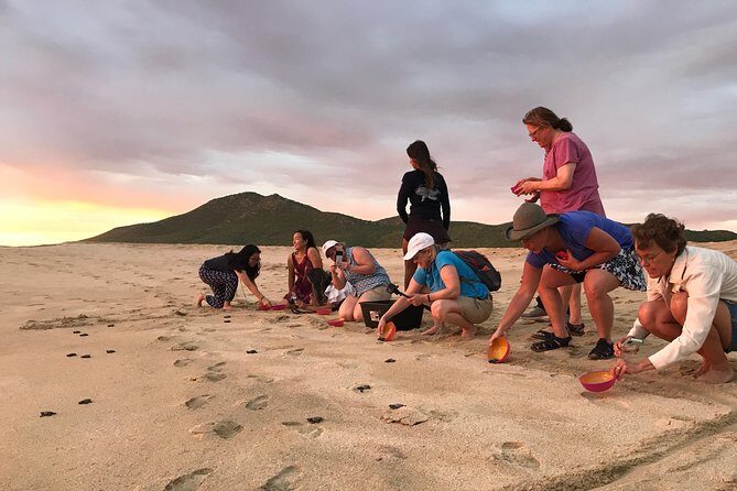 Cabo Turtle Release - Why Olive Ridley turtles in Baja feel like a real conservation story