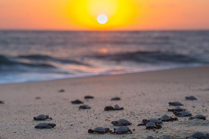 Cabo Turtle Release - Price and value: what $109 buys on a small-group turtle night