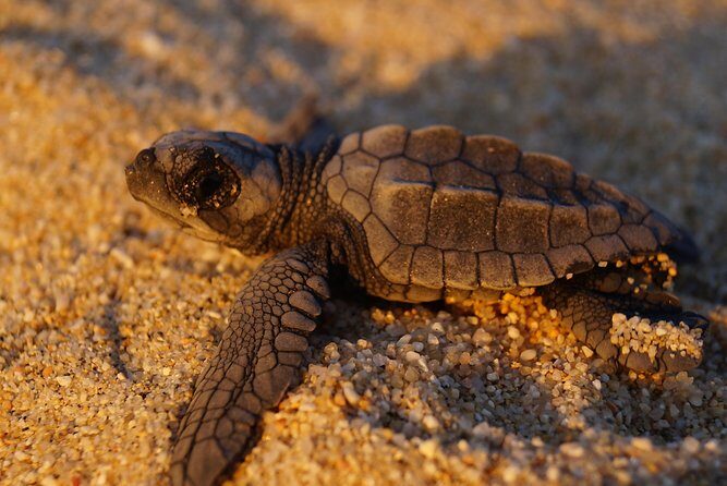 Cabo Turtle Release - Practical tips for a smooth 4:00 pm turtle release