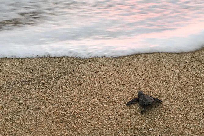 Cabo Turtle Release - Weather and sunset: what to do when conditions shift