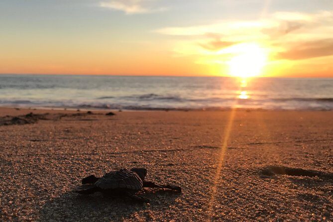 Cabo Turtle Release - The hatchling release at sunset: your role on the sand