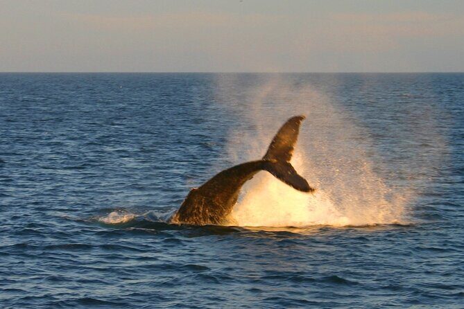 Cabo Whale Watch Three-Level Vessel and Majestic Arch - Stop 1: El Arco de Cabo San Lucas and How to Get the Best Photos