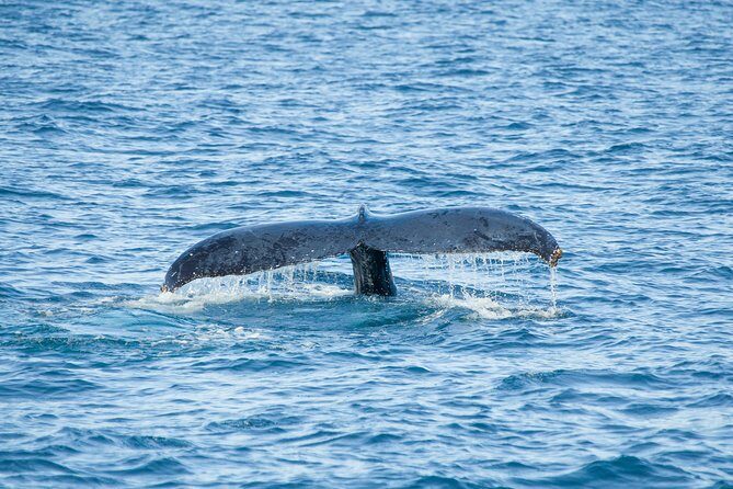 Cabo Whale Watch Three-Level Vessel and Majestic Arch - Whale Search for Gray and Humpback: What You’re Actually Scanning For