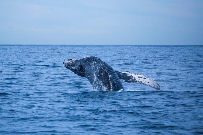 Cabo Whale Watch Three-Level Vessel and Majestic Arch - Stop 2: Cruising the Tip Coast of Baja California Sur (Desert Meets Sea)