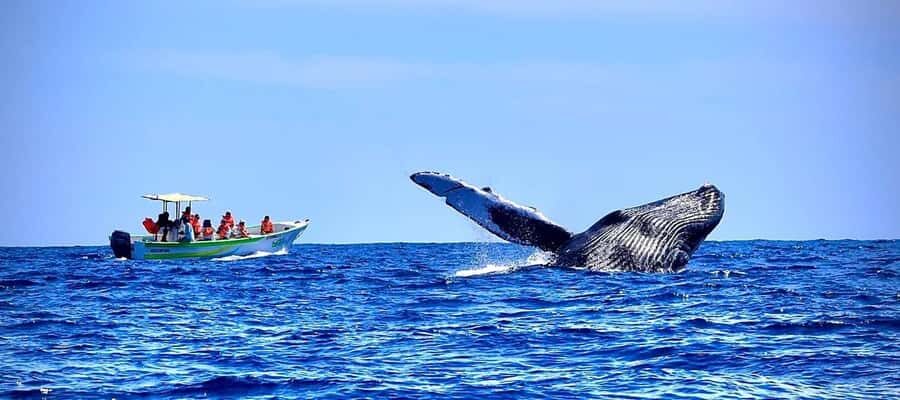 Cabo: Whale-Whatching Boat Trip w/ All-Women Crew and Photos - Key things that make this Cabo whale trip worth it