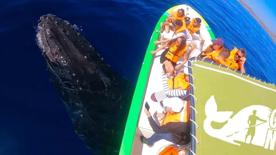 Cabo: Whale-Whatching Boat Trip w/ All-Women Crew and Photos - Photos included: how to use them (and not miss the moment)