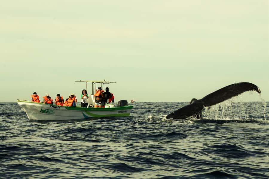 Cabo: Whale-Whatching Boat Trip w/ All-Women Crew and Photos - Where this Cabo Nature tour fits in your Los Cabos plan