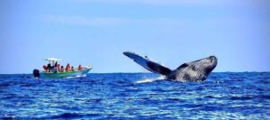 Cabo: Whale-Whatching Boat Trip w/ All-Women Crew and Photos - Meeting point and getting ready fast in Cabo