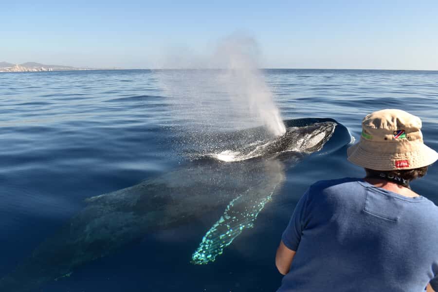 Cabo: Whale-Whatching Boat Trip w/ All-Women Crew and Photos - The 2-hour flow: coastal sight stop, then whale search