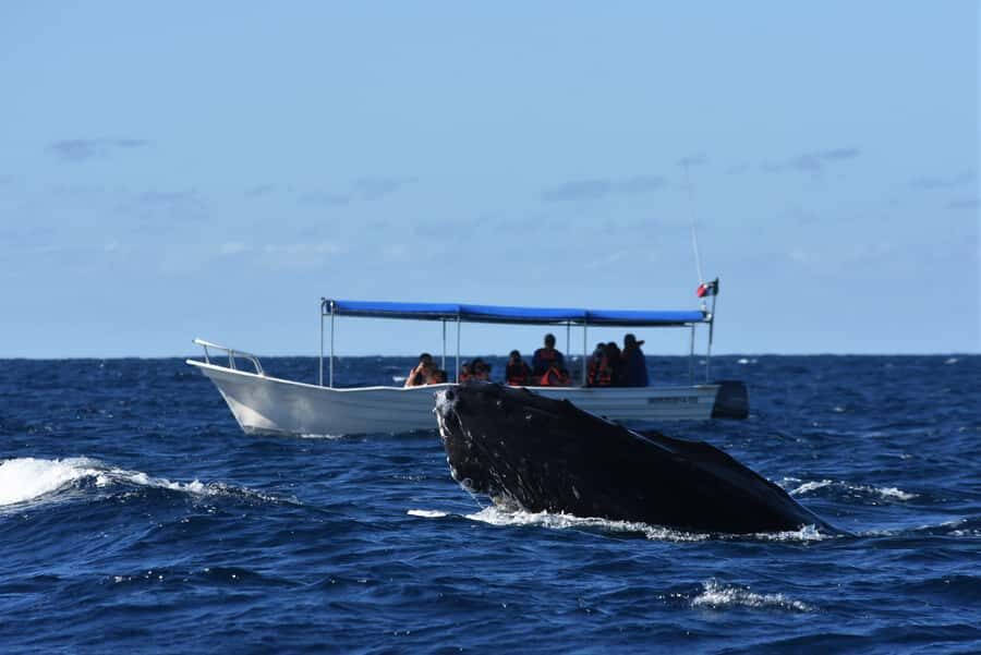 Cabo: Whale-Whatching Boat Trip w/ All-Women Crew and Photos - Guaranteed sightings with a second tour free