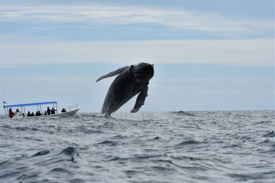 Cabo: Whale-Whatching Boat Trip w/ All-Women Crew and Photos - Hydrophone whale song: why it’s the real “wow”