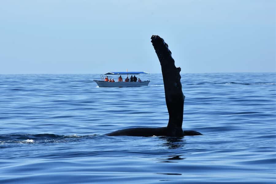 Cabo: Whale-Whatching Boat Trip w/ All-Women Crew and Photos - The people part: marine biologist + female crew energy