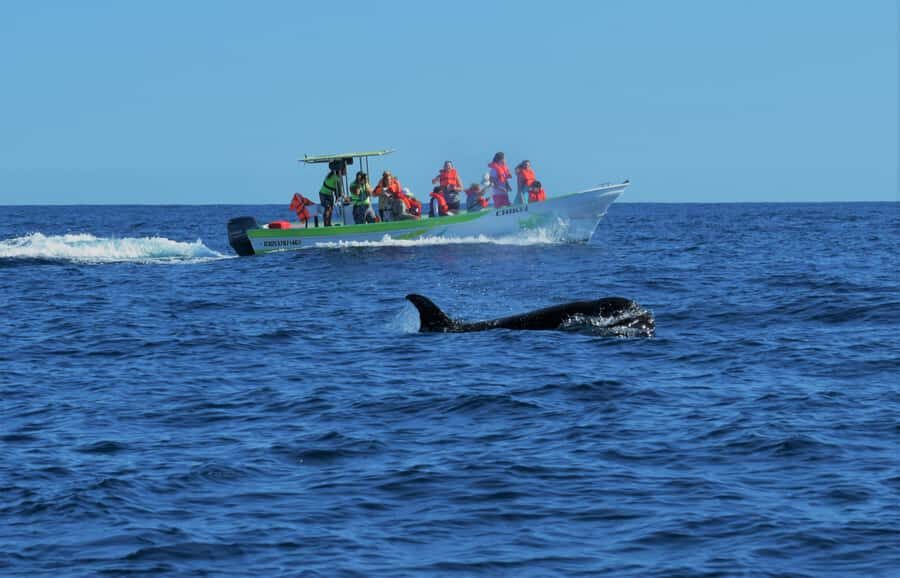 Cabo: Whale-Whatching Boat Trip w/ All-Women Crew and Photos - Meeting point and getting ready fast in Cabo