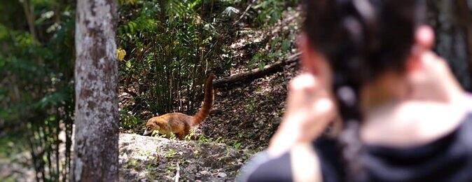 Calakmul Ancient Maya City Tour - From Campeche - The long drive into the Calakmul Biosphere Reserve (and wildlife odds)