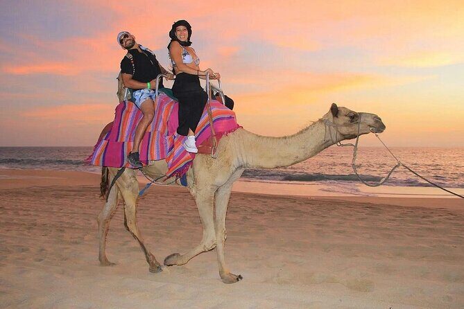 Camel Encounter and Safari Ride with Lunch and Alcohol Tasting - What the timing feels like (and why you might wait)