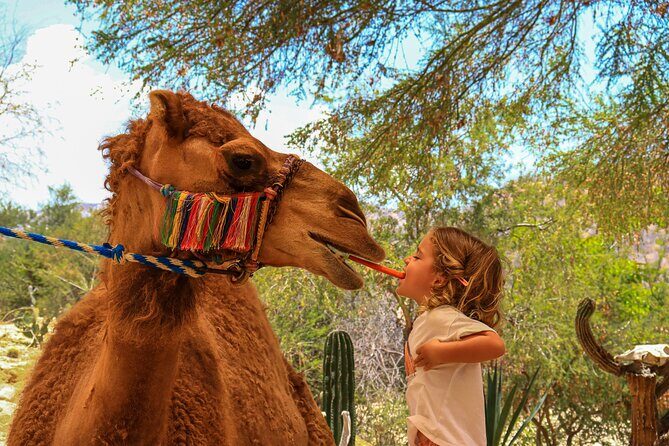 Camel Ride in the Canyon and Thrilling Water Slides and Snacks - Water park access: slides, lounge chairs, and the canyon bridge photo stop