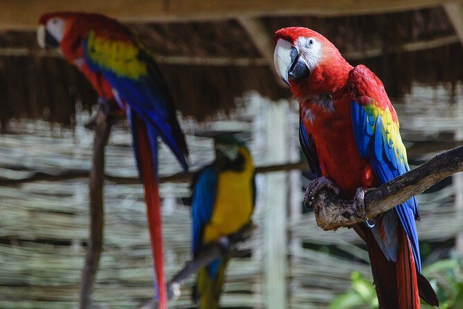 Cancun Extreme Zipline Canopy Tour - Price and what $108.50 + extras really means