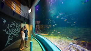 Cancún Interactive Aquarium Admission + Dolphin Presentation - The Interactive Aquarium: seeing 1,195 specimens in one circuit