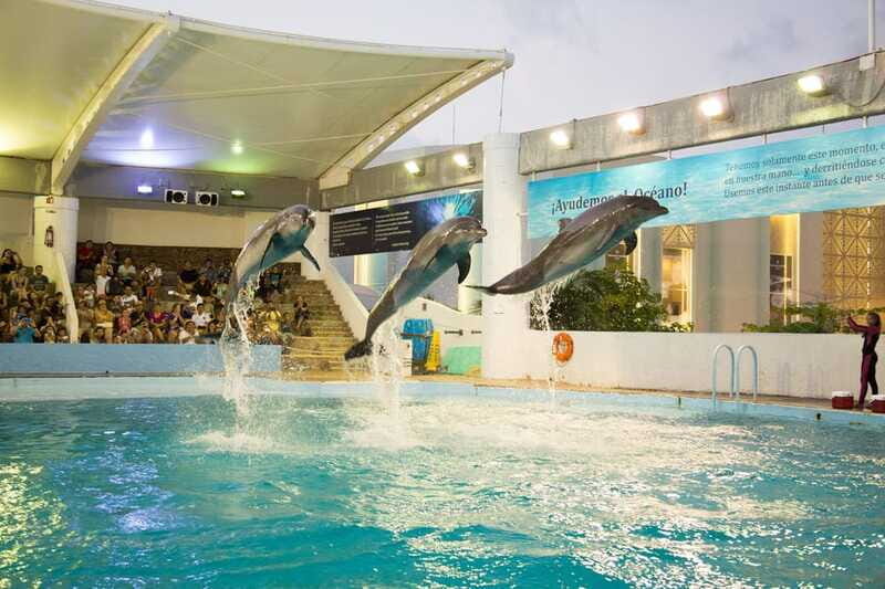 Cancún Interactive Aquarium Admission + Dolphin Presentation - Axolotl Exhibit and the iPad zone: small breaks that help