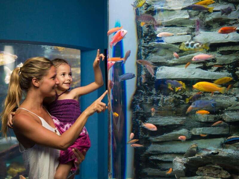 Cancún Interactive Aquarium Admission + Dolphin Presentation - The 7:00 pm Dolphin presentation: coordination over swimming