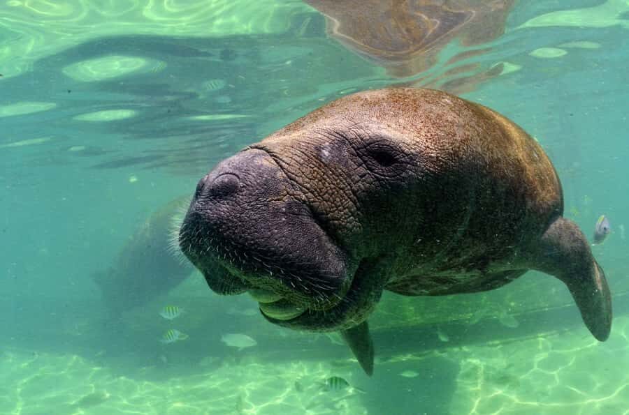 Cancún: Manatee Encounter on Isla Mujeres with Buffet Lunch - Quick hits before you go