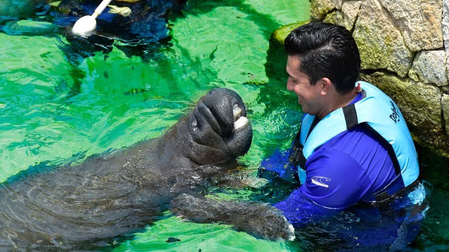 Cancún: Manatee Encounter on Isla Mujeres with Buffet Lunch - Cancun to Isla Mujeres: a short trip with a totally different feel