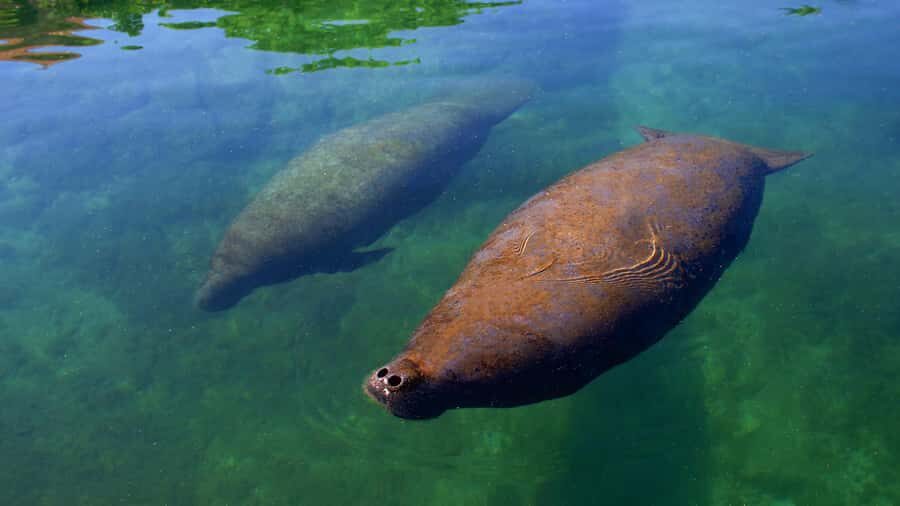 Cancún: Manatee Encounter on Isla Mujeres with Buffet Lunch - Dolphin Discovery facilities: lockers, showers, pools, and real time to relax